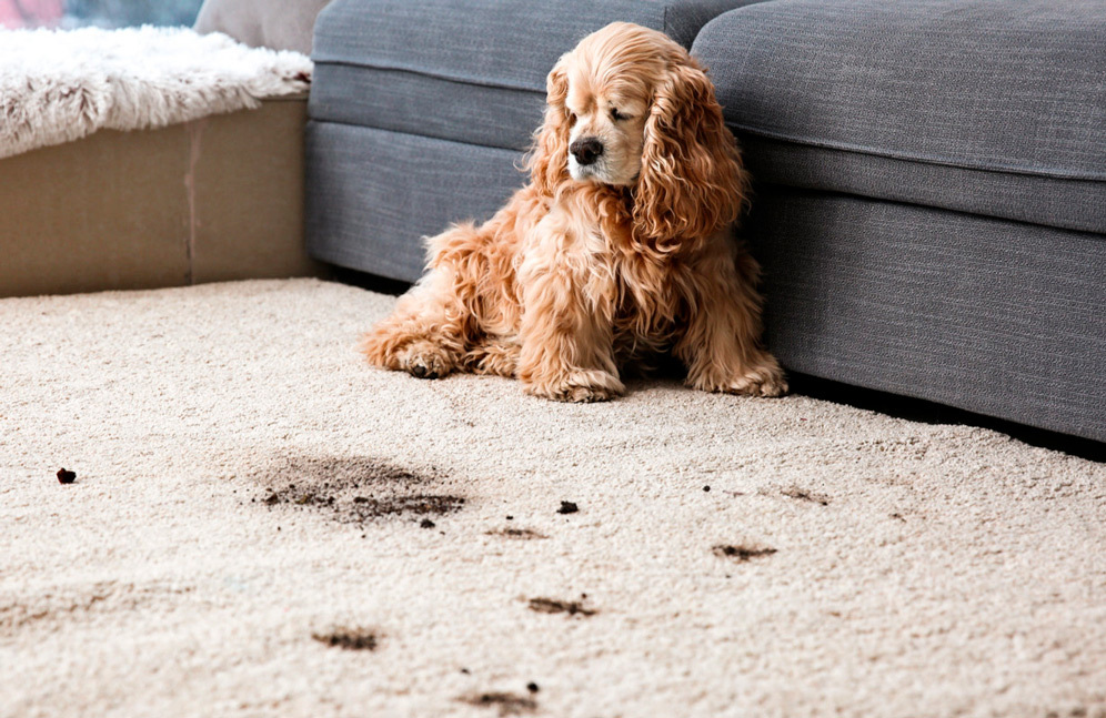 Пятна от животных